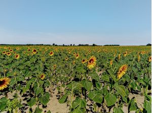 PAISAGENS RURAIS