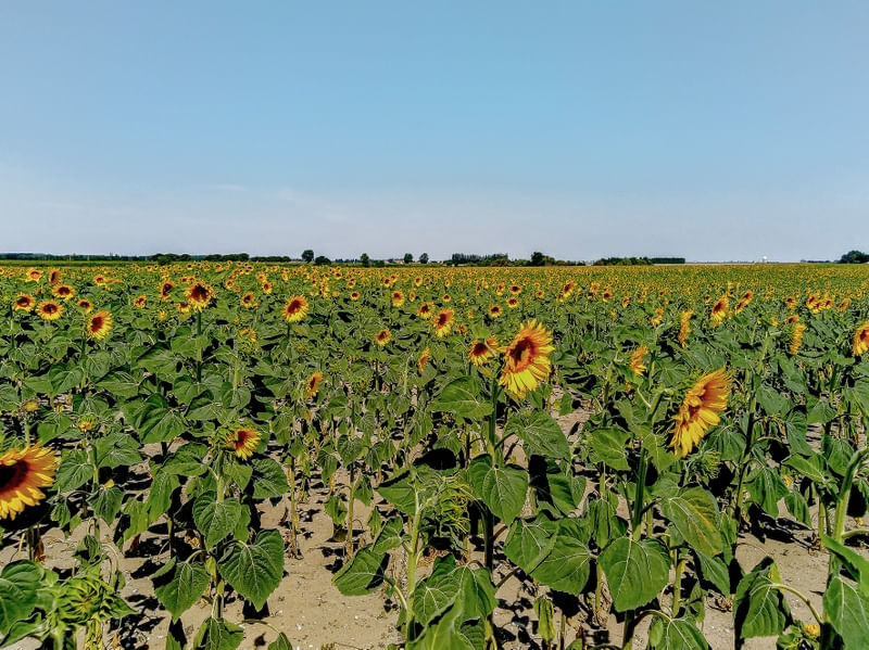 PAISAGENS RURAIS