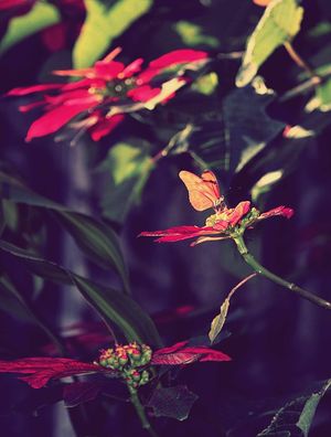 BORBOLETA - FLORES - ROXO