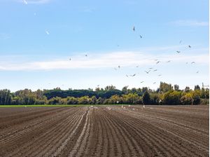 PAISAGENS RURAIS 39
