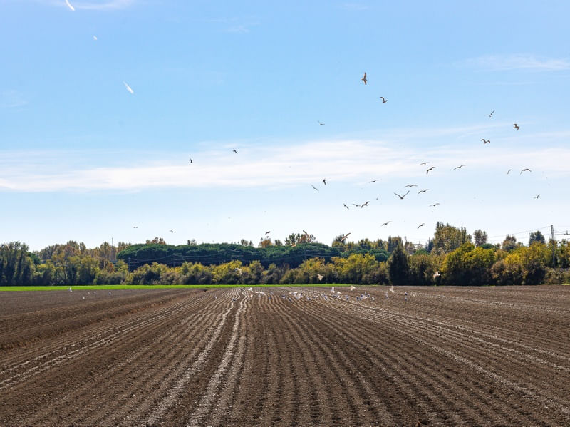 PAISAGENS RURAIS 39