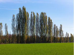 PAISAGENS RURAIS 43