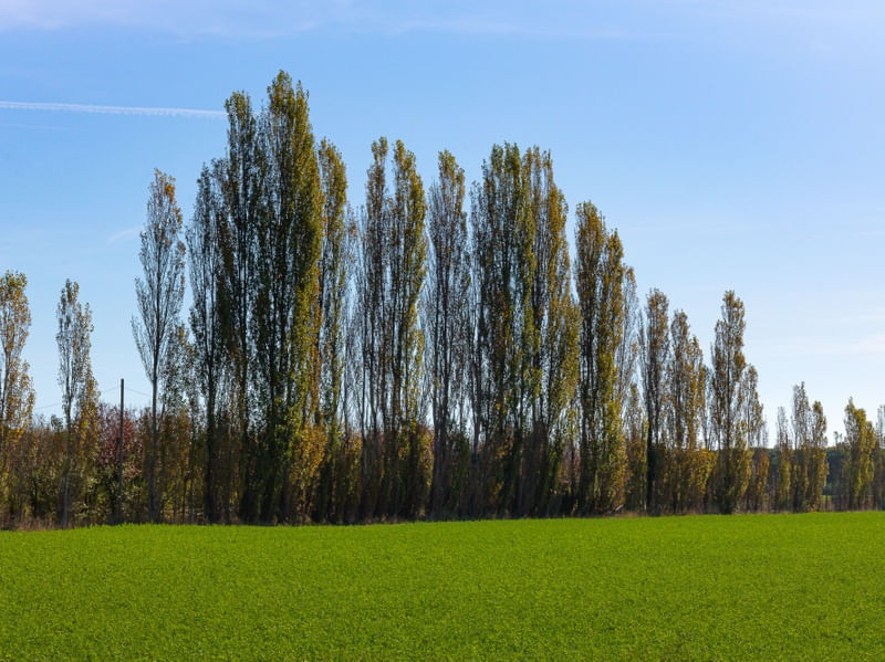 PAISAGENS RURAIS 43