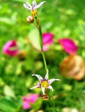 FLOR MINI