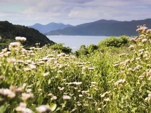 VALE DAS FLORES