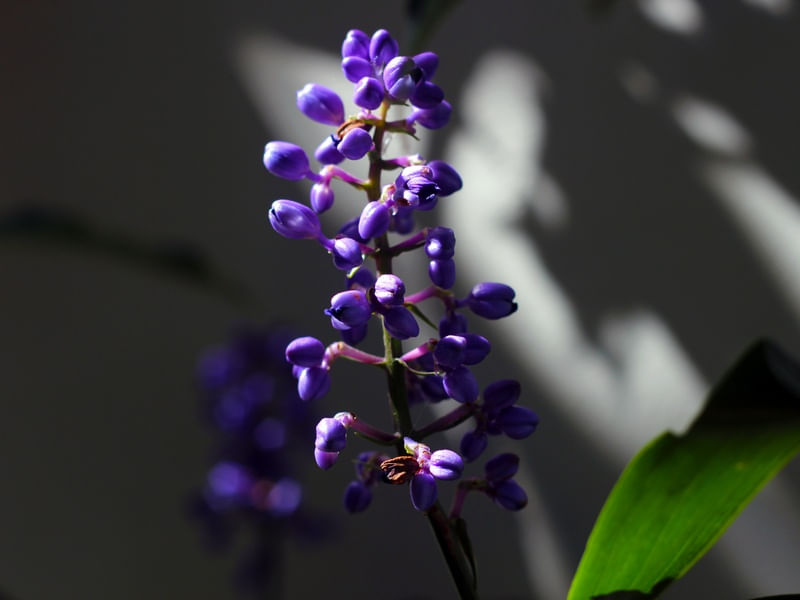 LUZ DE FLOR LILÁS