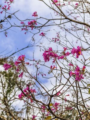 FLORADA DO IPÊ ROSA