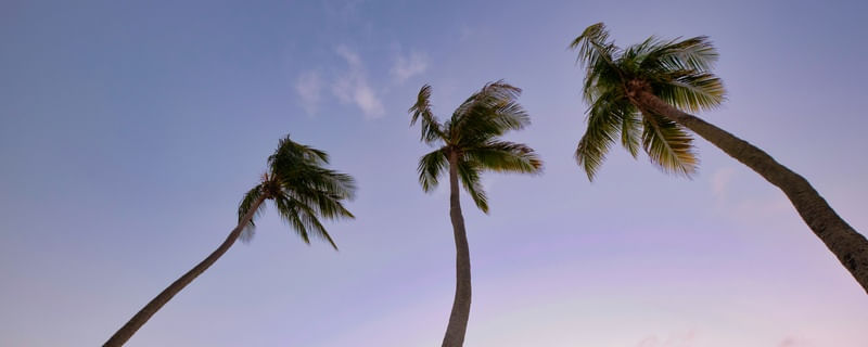 COQUEIROS NA BEIRA DA PRAIA - COLEÇÃO COQUEIROS
