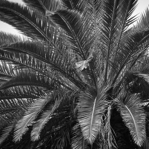 TREE LAB 04