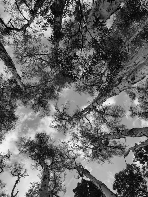 TREE LAB 08