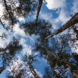 TREE LAB 10