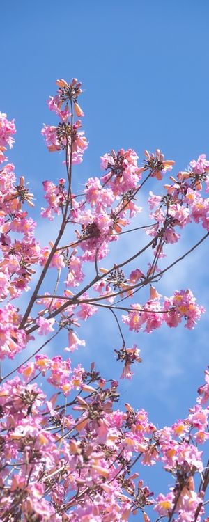 AZUL E ROSA