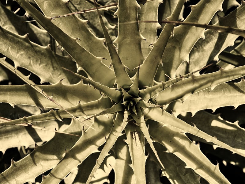 VEGETAÇÃO DO SERRADO - COLEÇÃO TEXTURAS
