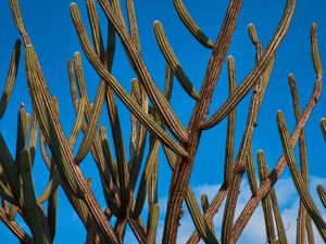 CACTOS 2- COLEÇÃO TEXTURAS