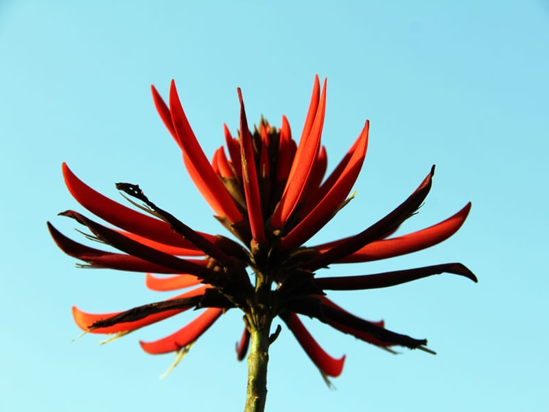 CÉU DE FLOR