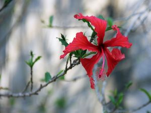 SUTILEZA DE FLOR