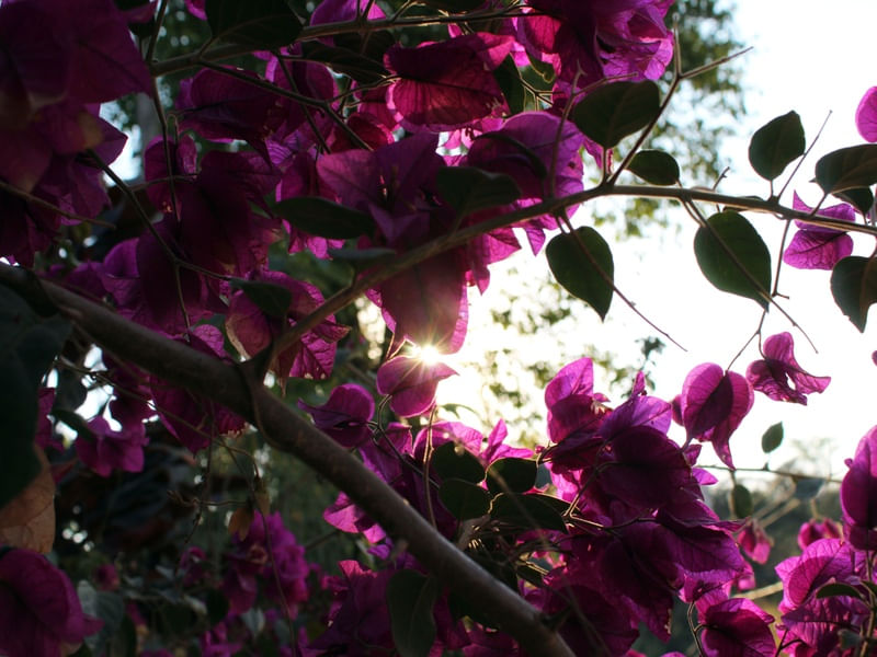 SOL ENTRE PRIMAVERA