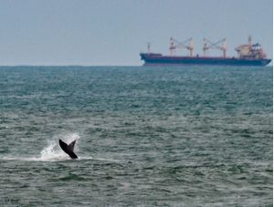 CONTRADIÇÕES AO MAR