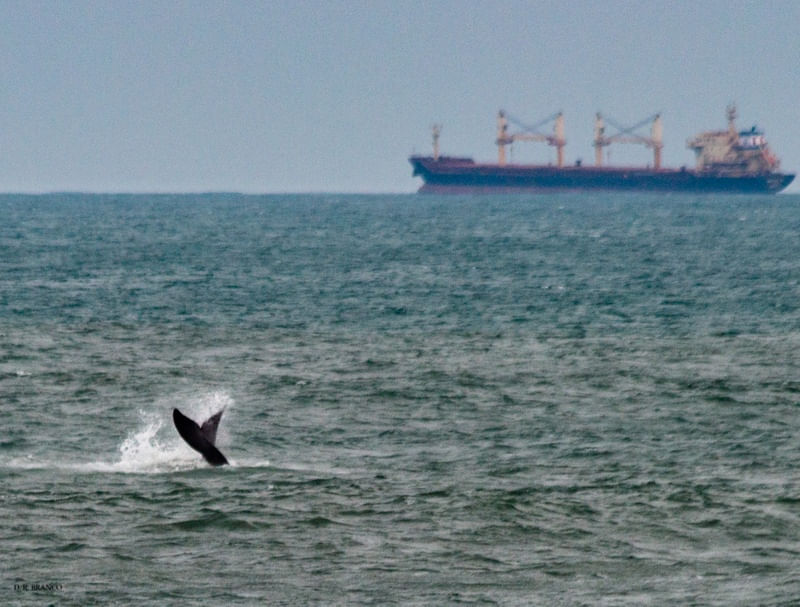 CONTRADIÇÕES AO MAR