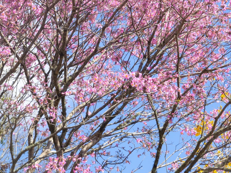 AZUL E ROSA - DÍPTICO 2 INFERIOR