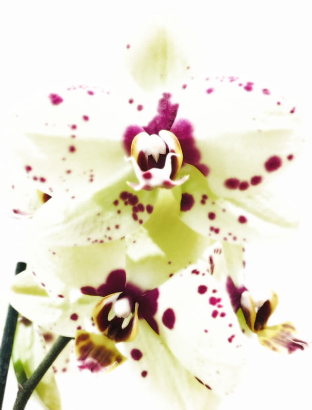 O BRILHO DA ORQUÍDEA