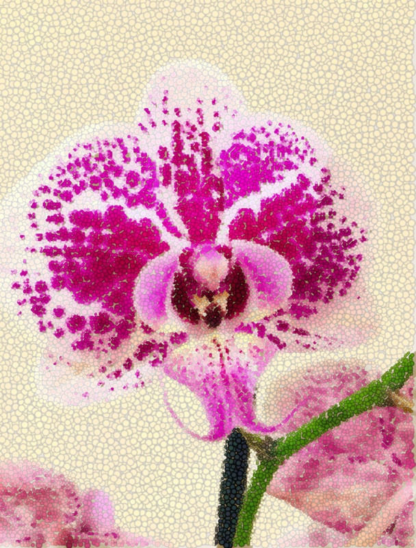 MOSAICO DE ORQUÍDEA