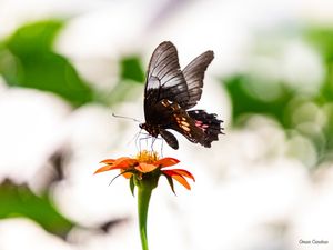 BORBOLETA E FLOR SOLITÁRIA