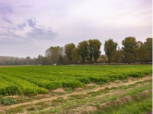 PAISAGENS RURAIS 53