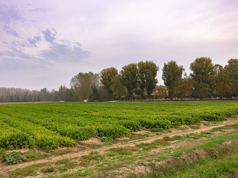 PAISAGENS RURAIS 53