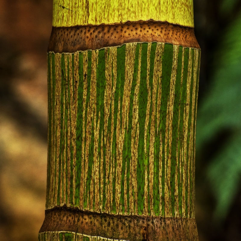 O BAMBU
