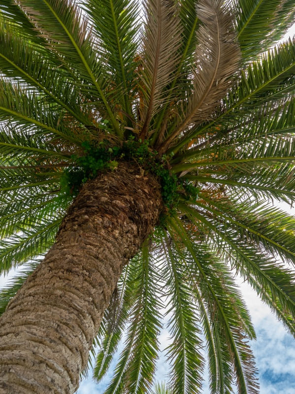 PALMEIRA PRAIA DE CANASVIEIRAS