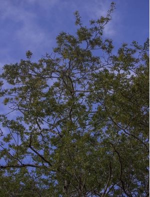 AROEIRA