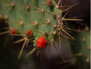 PALMA NATIVA