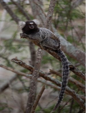 SAGUI 2