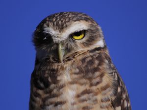 CORUJA PIRATA