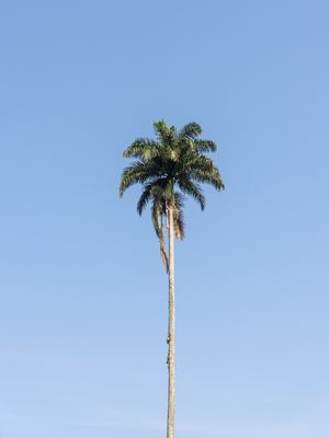 PALMEIRA IMPERIAL