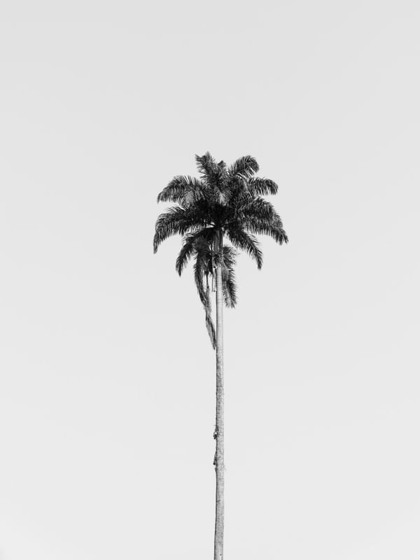 PALMEIRA IMPERIAL B&W