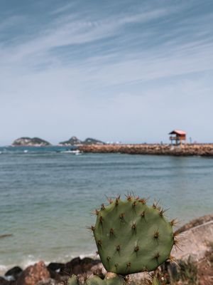 CACTOS DO MAR