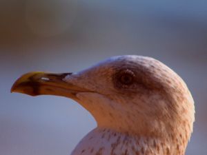 GAIVOTA02