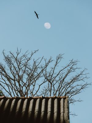 NA BEIRA DO TELHADO