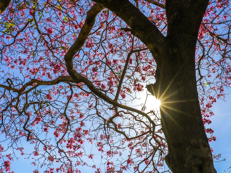 LUZ DO SOL NO IPÊ