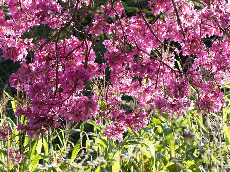 FLORES NO MILHARAL