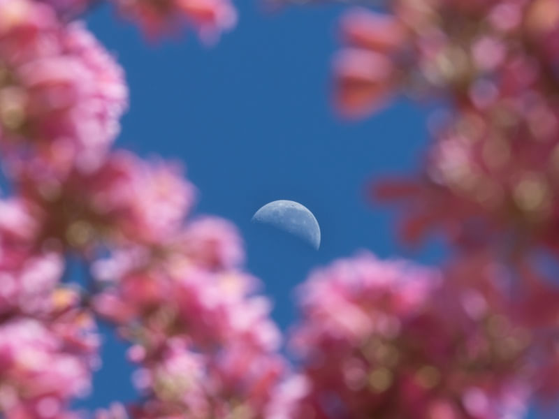 LUA E FLOR