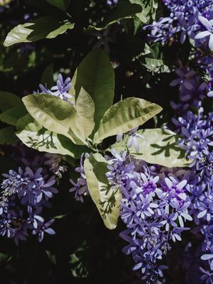 UM SOL QUE QUEIMA AS PLANTAS