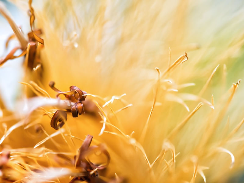 FASCINANTE MUNDO MACRO I