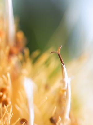 FASCINANTE MUNDO MACRO II, DÍPTICO DIREITA