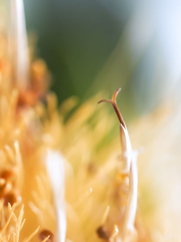 FASCINANTE MUNDO MACRO II, DÍPTICO DIREITA
