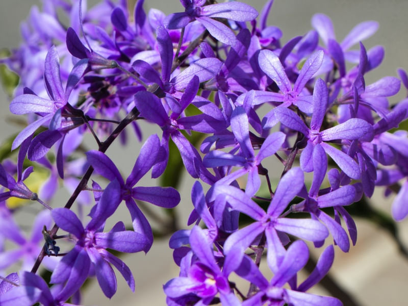 ROXO E VERDE 01
