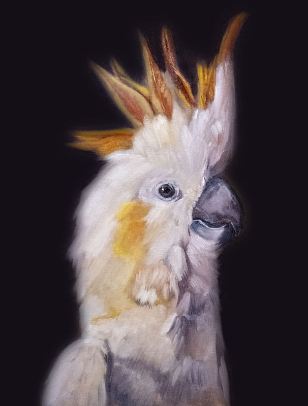 CACATUA CLÁSSICA