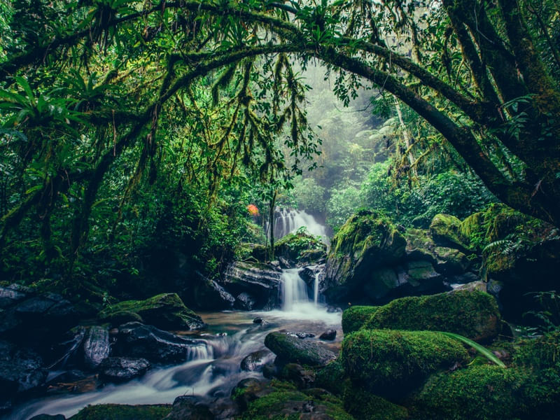 CACHOEIRA NA FLORESTA VERDE